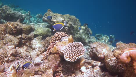 riff mit einer vielzahl von harten und weichen korallen und tropischen fischen. malediven indischer ozean.