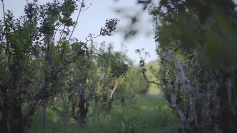 Serenidad-Verde:-Vista-Entre-Las-Hileras-De-Plantaciones-De-Té