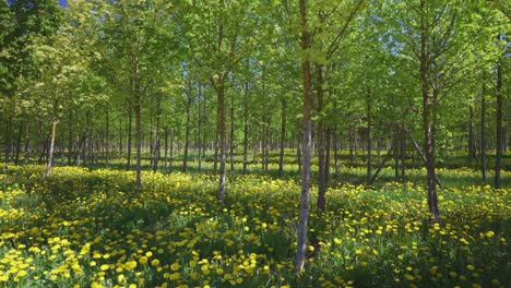 yellow field of dandelions on green grass in a grove