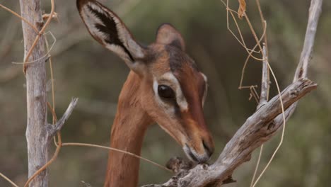 pequeño oribi comiendo en territorio samburu en el norte de kenia