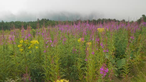 Panning-right-shot-shows-a-field-of-purple-and-yellow-flowers-with-a-forest-in-the-background