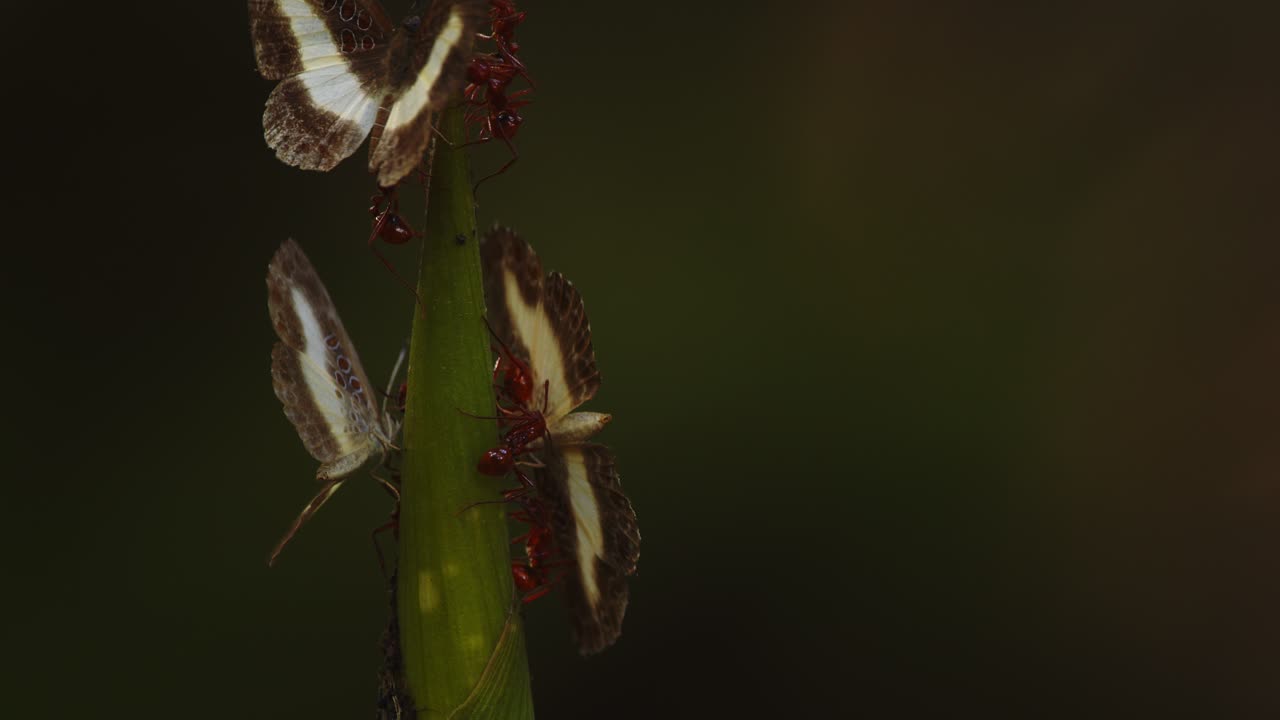 Ants and butterflies meet at a juicy rainforest shoot, basking in the dawn light of Peru’s jungle.