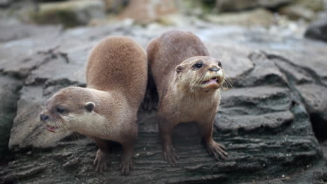 Cute-Otters-close-up-behind-glass-in-a-zoo