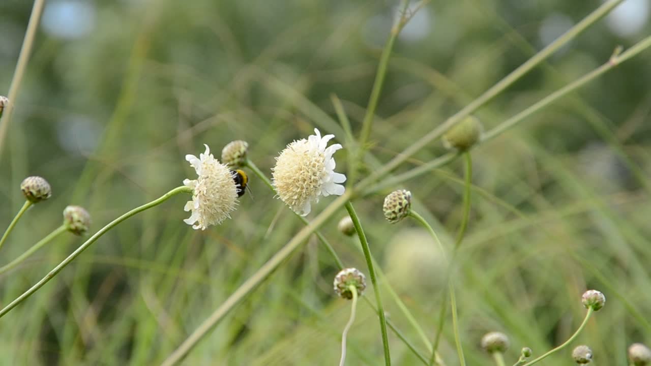 erba