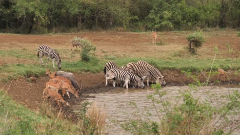 zebra and nyala antelope come to muddy african watering hole to drink