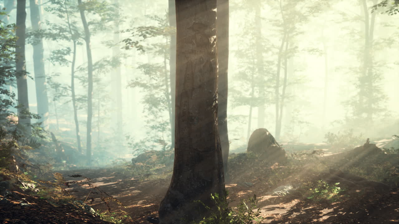 저녁에 숲에서 반 ⁇ 이는 안개