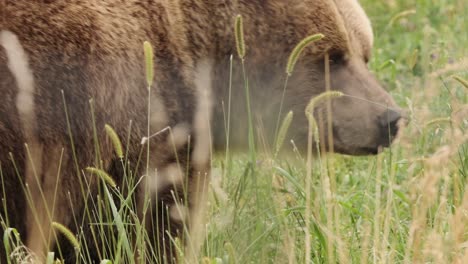 Enorme-Oso-Grizzly-Gordo-Forrajes-En-Verde-Alto