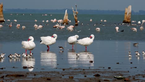 acuatic birds in natural habitat, mar chiquita lake, ansenuza national park, cordoba, argentina