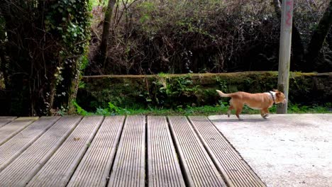 small confident brown dog walking across boardwalk over river