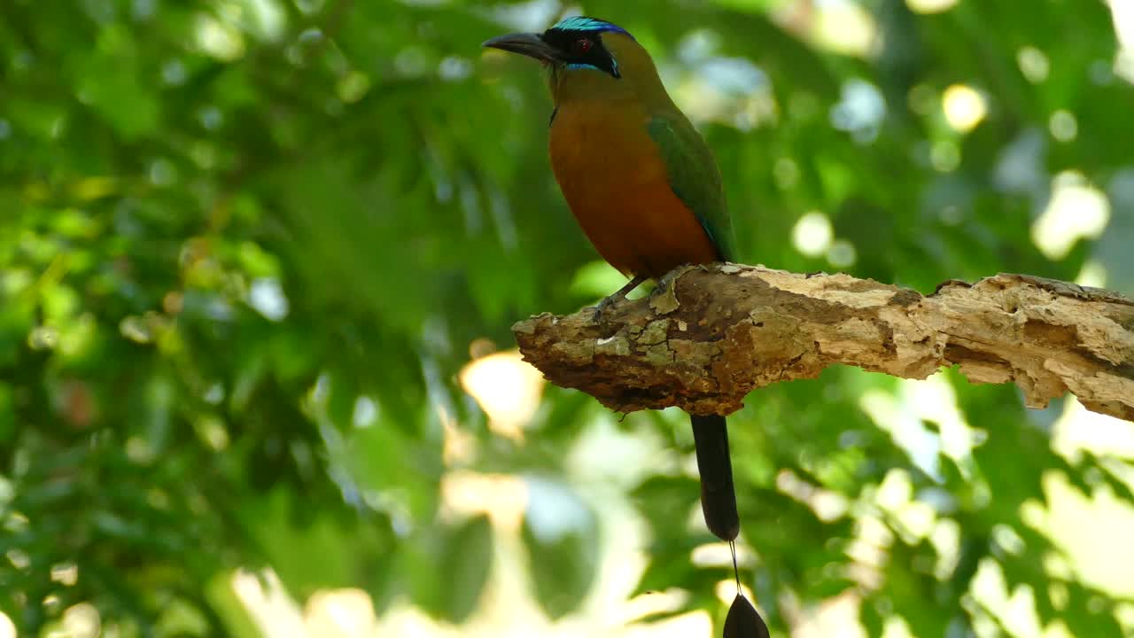 motmot de corona azul, momotus momota, panamá