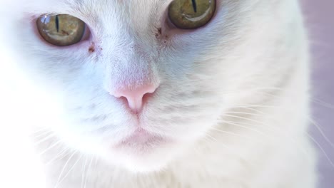 white cat close up looks at camera