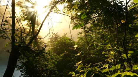 gorgeous golden rays of sun through a forest setting with sun flare, static