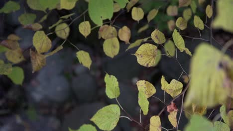 hojas de otoño en cámara lenta con fondo borroso de rocas en los jardines de cullen en whitby, canadá