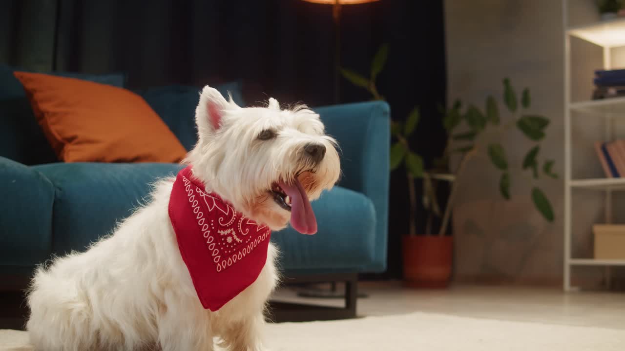 A West Highland White Terrier dog wearing a red bandana sits in a living room