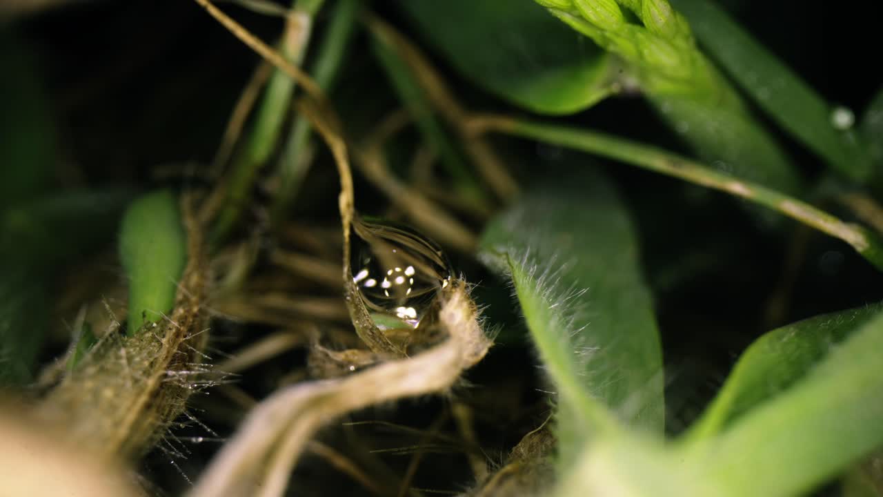 Macro estrema di una goccia d'acqua su uno stelo secco di notte. Una formica striscia sullo sfondo sfocato dietro la goccia di rugiada trasparente. Dettaglio naturalistico notturno