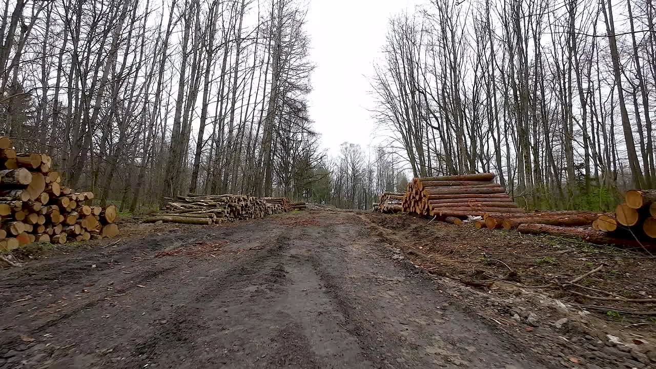 산림에서 삼림 벌채 후 쌓인 나무 ⁇  사이에서 천천히 앞으로  ⁇ 는 것