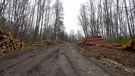 Slow-forward-walk-on-path-between-stacked-logs-after-deforestation-in-forestry