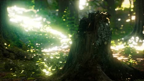 sunlight rays pour through leaves in a rainforest