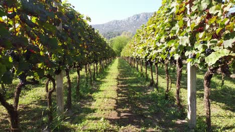 red grapes hanging and growing on a vineyard in croatia, flying trough