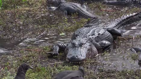 multiple alligators slither and fight in a swamp