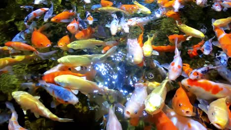 Bunte-Tropische-Fische-Im-Aquarium