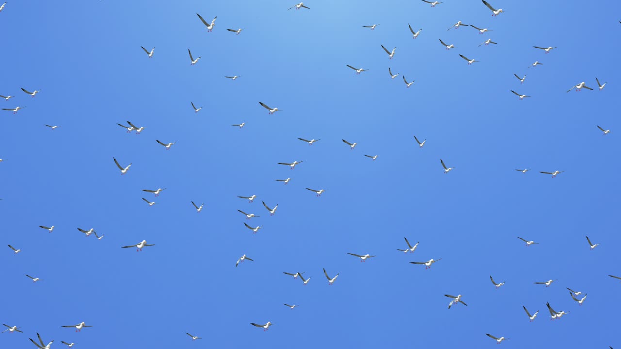 Large group of brown pelicans flying in formation loop animation background birds watching on urban