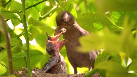pájaro negro en un nido alimentando pájaros bebés