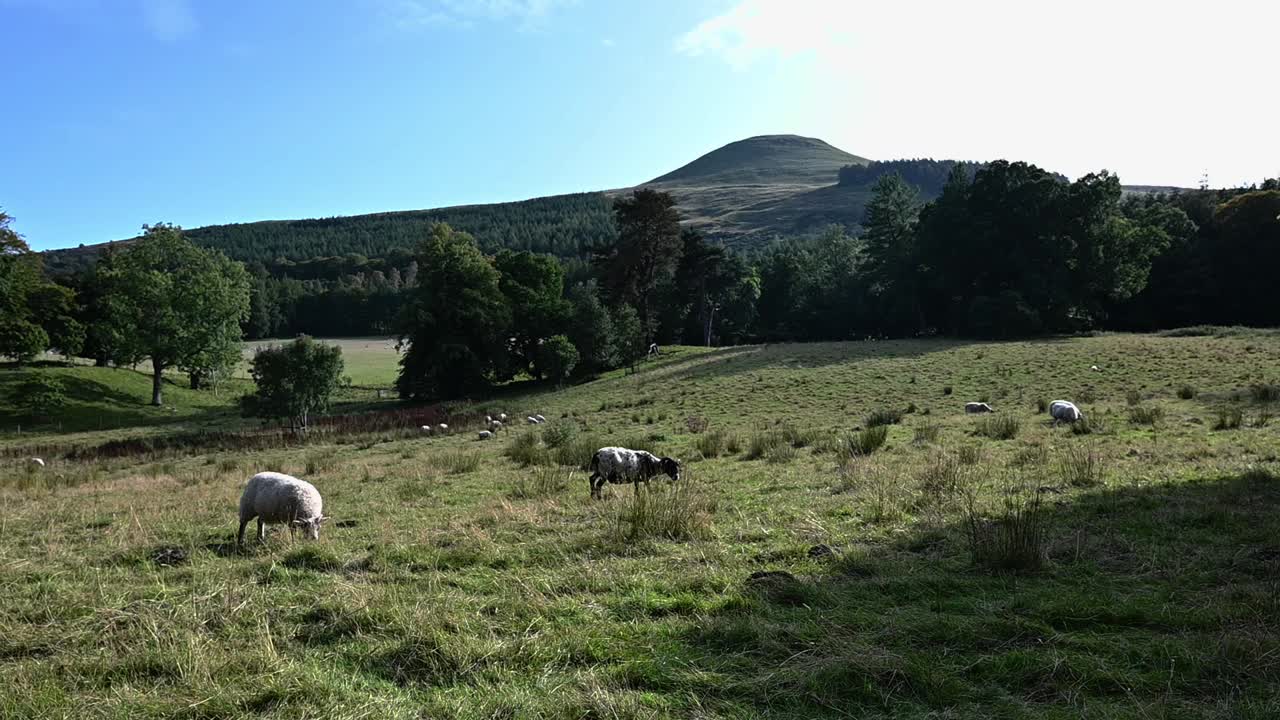 Flock of sheep grazing in the beautiful Scottish countryside with the Lomond Hills in the background- Static shot
