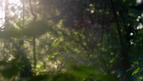 Detalle-Superficial-De-La-Araña-En-La-Telaraña-En-El-Bosque,-La-Luz-Del-Sol-Brilla-A-Través-De-Las-Hojas