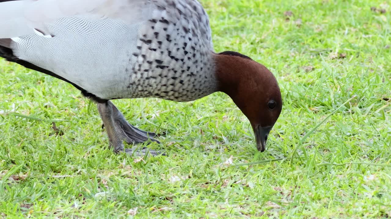 A duck with a brown head and speckled body pecks at lush green grass.