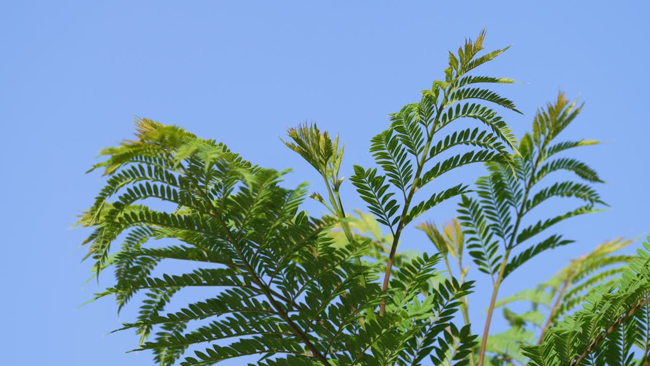 고요한 날 맑고 푸른 하늘을 배경으로 바람에 나뭇잎이 흔들리는 신선한 녹색 자카란다 나무 양치류의 클로즈업 샷