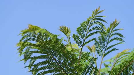 close up shot of a fresh green jacaranda tree fern, leaves swaying in the wind against clear blue sky background on a tranquil day