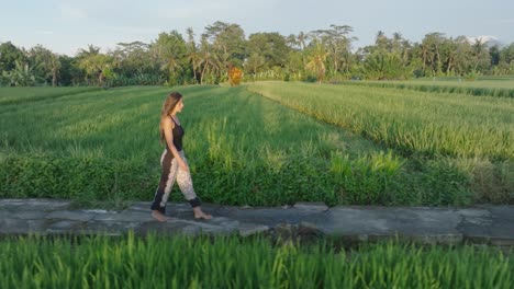 Seguimiento-De-Una-Fotografía-De-Un-Dron-De-Una-Mujer-Descalza-Caminando-Por-Arrozales-En-Ubud,-Bali,-Indonesia-Al-Amanecer.