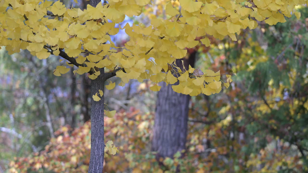 Ginkgo tree with golden autumn leaves