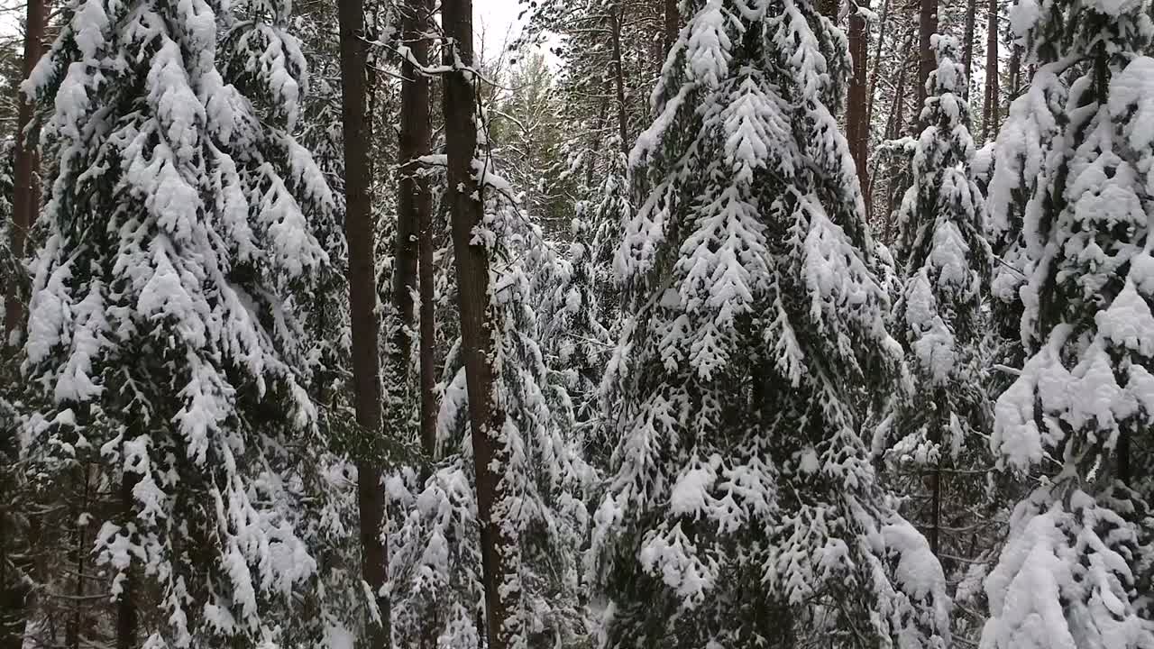 Fly through drone shot in a snow covered pine forest in the rural countryside of Canada in the wintertime