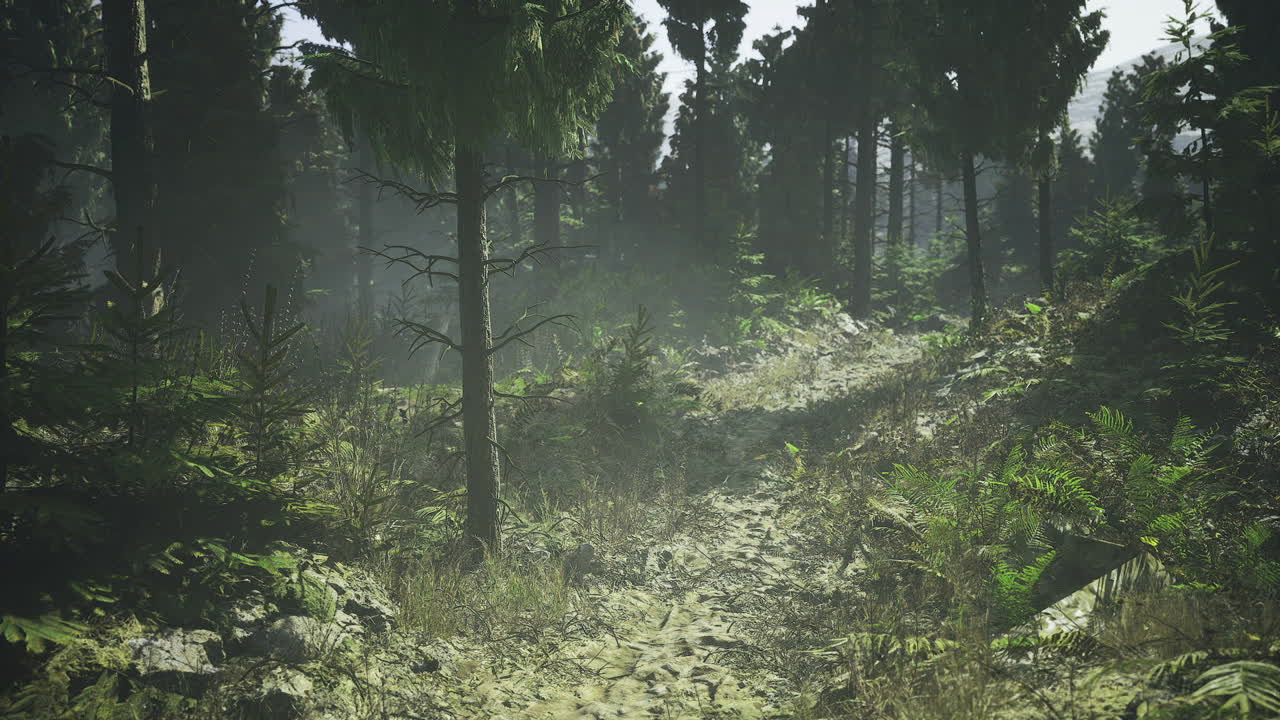 Ethereal conifer trail illuminated by fog and casting long shadows