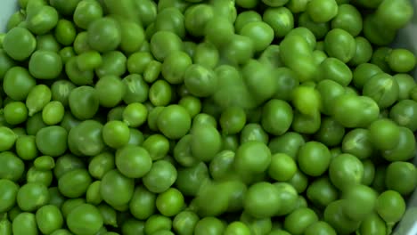 Closeup-of-fresh-Green-Peas,-Pisum-sativum