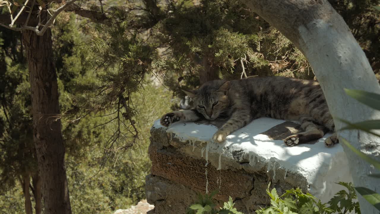 un gato duerme plácidamente a la sombra de un árbol en una pared encalada en una isla griega en el corazón de las cícladas