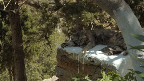 a cat sleeps peacefully in the shade of a tree on a whitewashed wall in a greek island in the heart of the cyclades