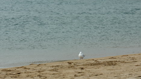 Isolated-seagull-on-the-banks-of-a-sandy-river