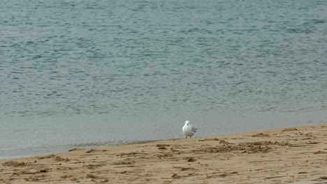 isolated seagull on the banks of a sandy river