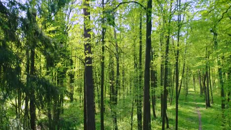 Volando-Entre-Los-árboles-En-El-Bosque-De-Primavera.