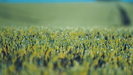 Green-wheat-sprouts-beaded-with-morning-dew-in-the-farm-field