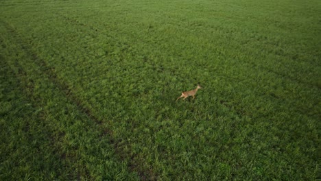 Aerial-shot-of-a-young-deer-in-the-middle-of-the-endless-green-field-looking-at-the-drone-and-then-run