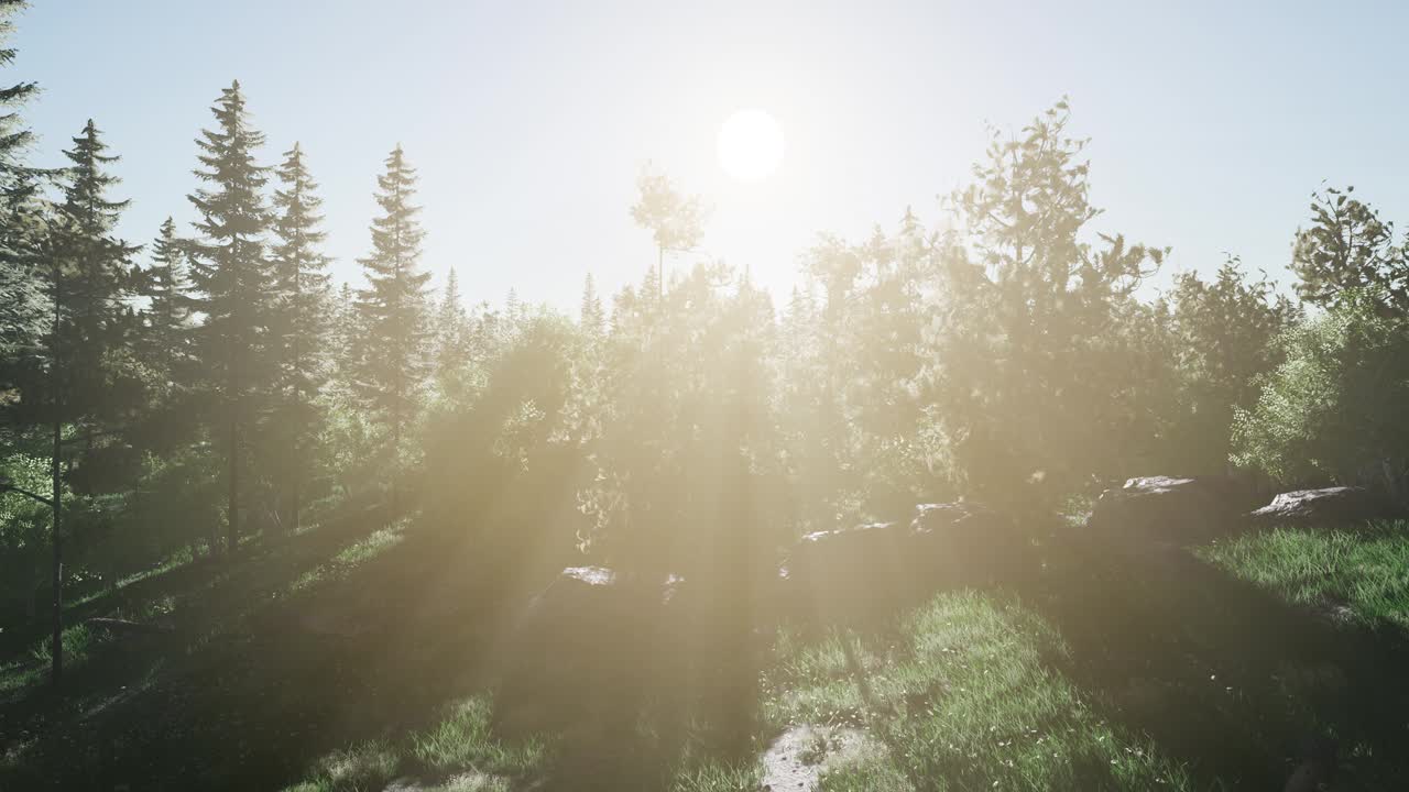 건강 한 숲 에 있는 초록색 나무 들