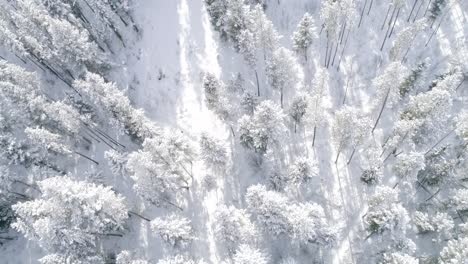 man running on trail in snow frosted trees in bozeman montana forest