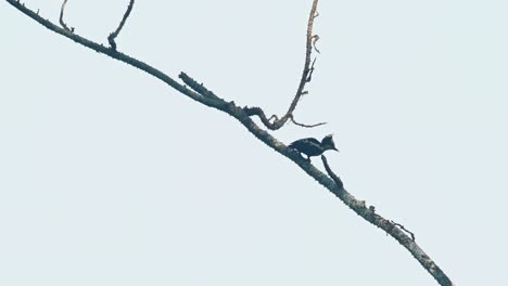 Se-Ve-Buscando-Comida-Para-Algunas-Larvas-Alrededor-De-La-Rama-Y-Luego-Salta-Para-Volar-Hacia-La-Derecha-Bajando