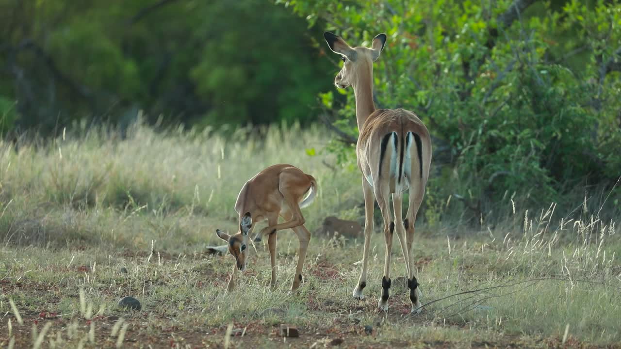 plano general de una impala hembra de pie con su cervatillo en la exuberante pradera verde en el parque nacional kruger