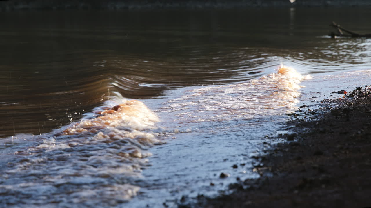 Close up footage of the waves of a small body of water splashing up on the rocky beach in the light of the sunset.