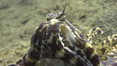 close-up head of mimic octopus with remains of a recently killed crab hidden behind upper arms